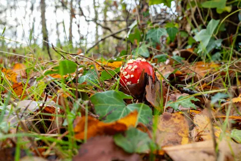 Champignon