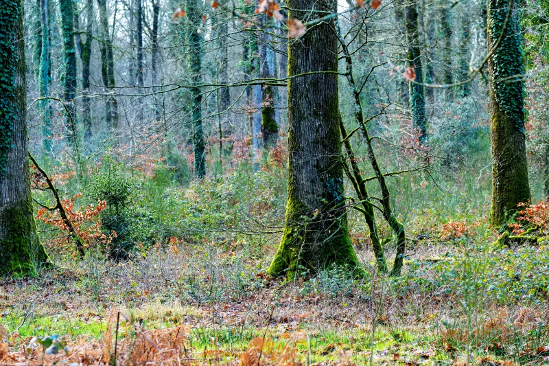 Forêt du Gâvre